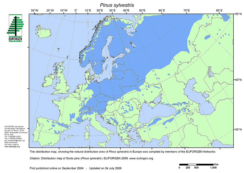 Pinus_sylvestris.jpg