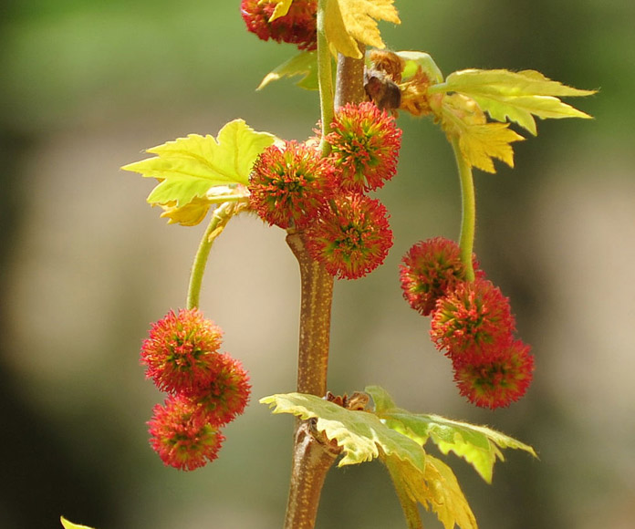 Platanus Orientalis EUFORGEN European Forest Genetic Resources Programme