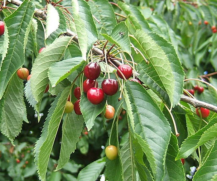 Prunus Avium EUFORGEN European Forest Genetic Resources Programme Prunus Avium EUFORGEN European Forest Genetic Resources Programme