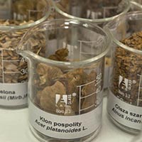 Diversity of forest tree seeds in the laboratory of Forest Gene Bank, Kostrzyca, Poland. Credit: Bioversity International/M.Bozzano
