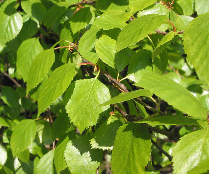 Betula Pubescens EUFORGEN European Forest Genetic Resources Programme