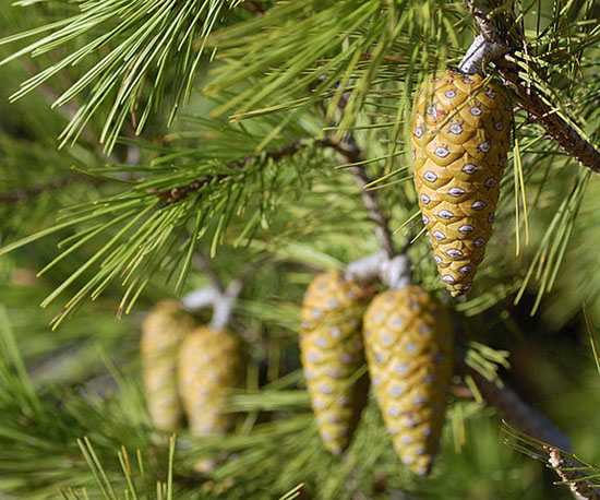 Geographical coverage of pine trees in France